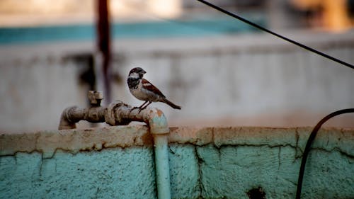 Free stock photo of alone, bird, morning