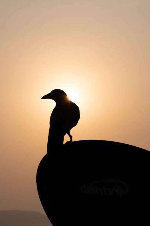 Free stock photo of black, crow, silhouette