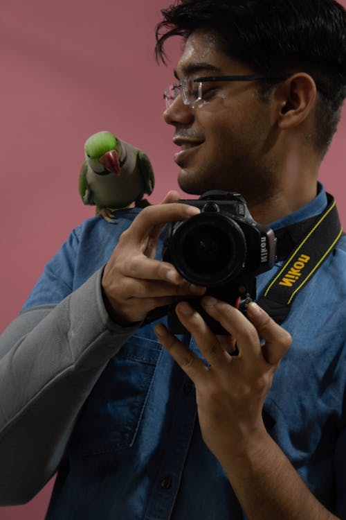 Free stock photo of bird, blue, parrot