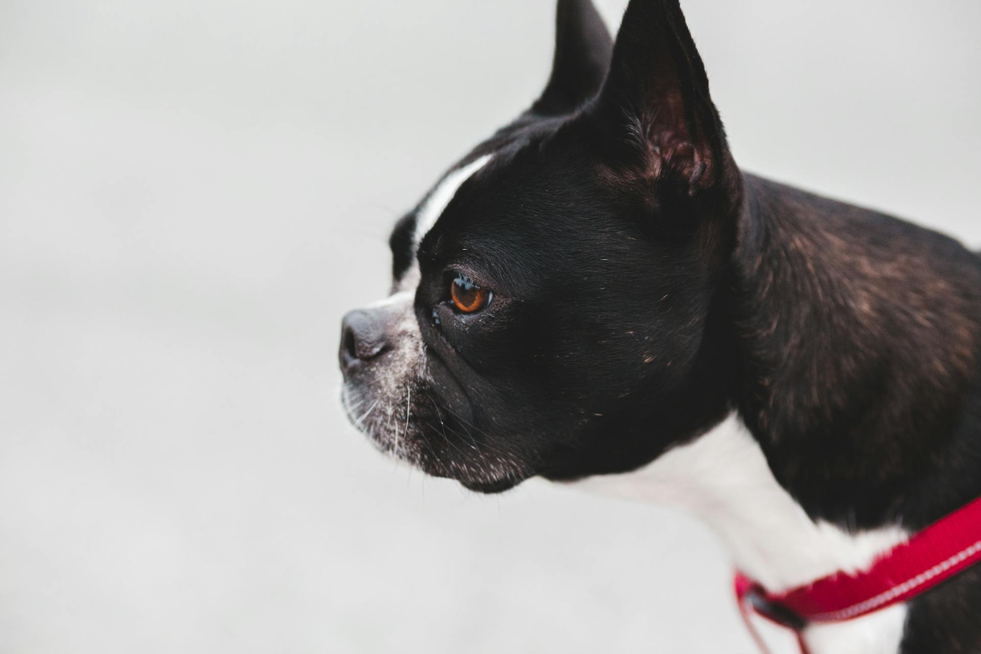 Cute dog standing on street