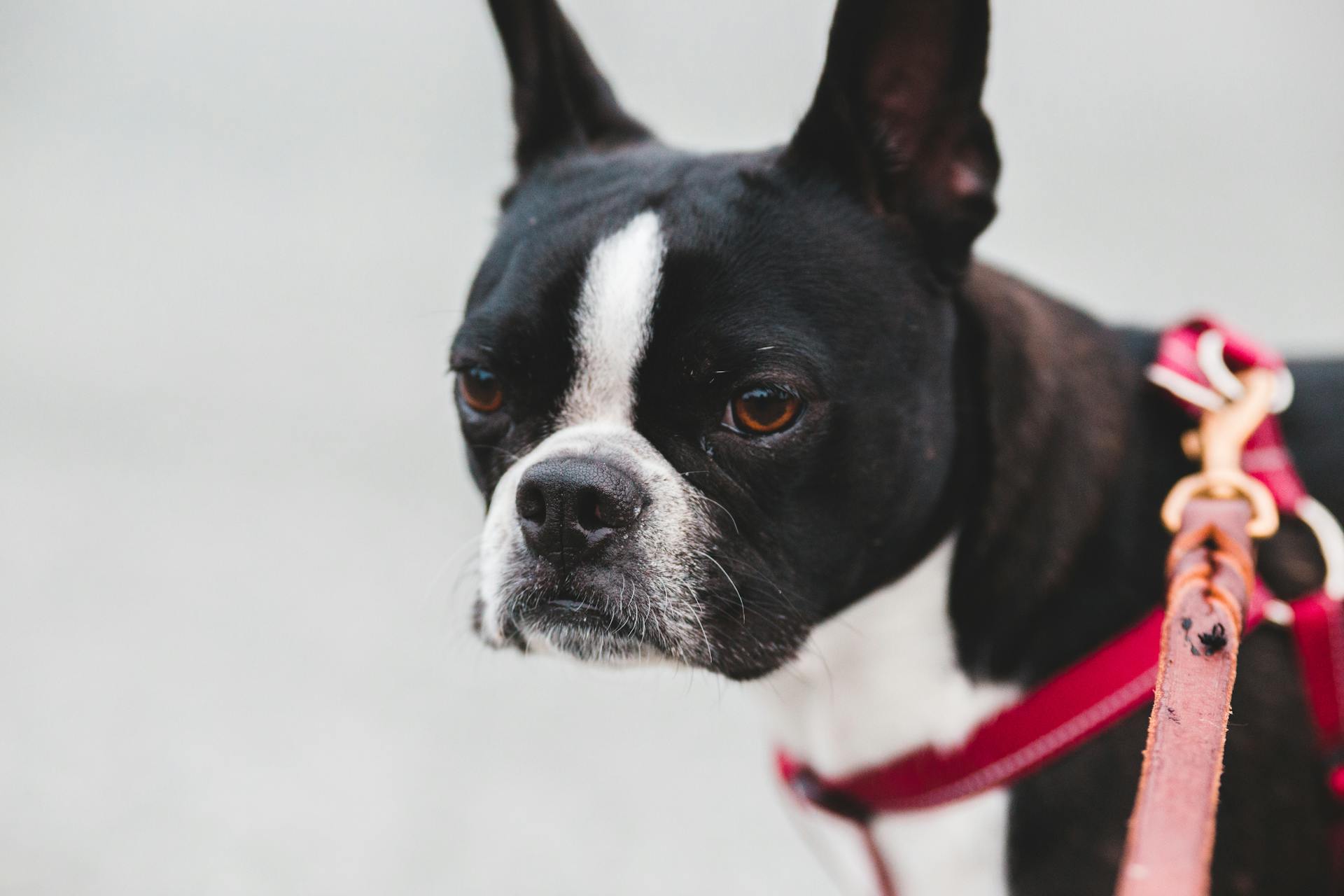 Söt liten hund med vita fläckar på rött koppel står på gatan i staden på grå bakgrund medan titta bort