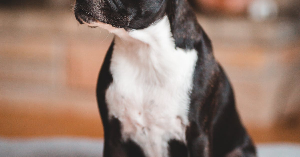 Does Vaseline kill ear mites in dogs