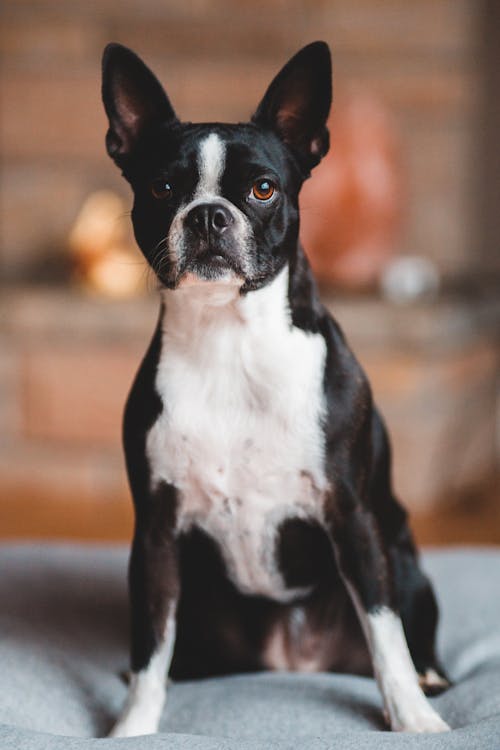 Free Adorable Boston Terrier with black fur sitting on soft cushion white against blurred background with brick wall while looking at camera Stock Photo