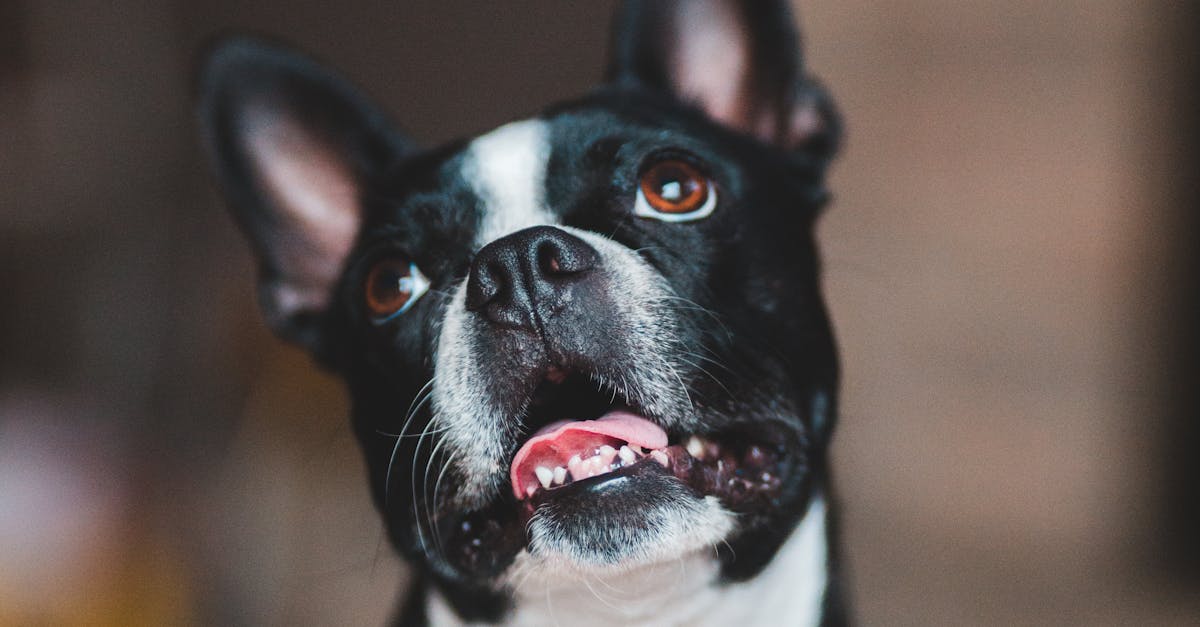How to make a puppy poop in one spot