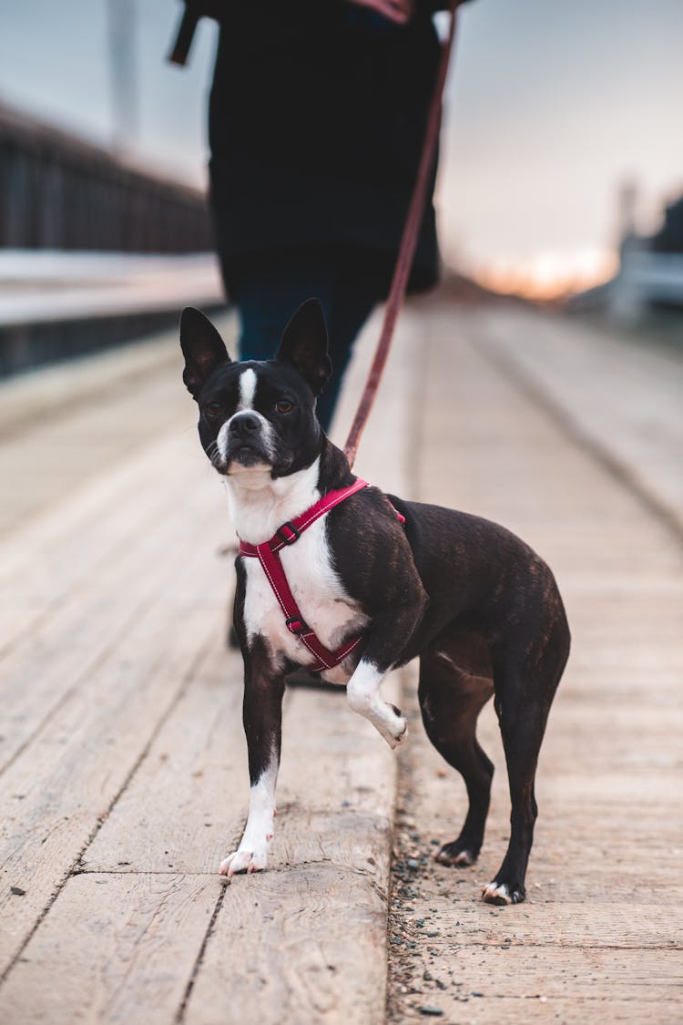 Crop Person With Dog On Leash