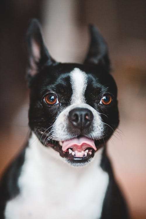 Free Adorable dog with white spots sitting with open mouth against blurred background and looking away while spending time in apartment Stock Photo