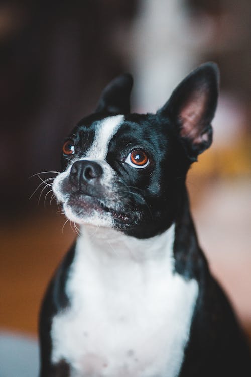 Cute dog with white chest sitting against blurred background and looking up with interest while spending time in cozy room