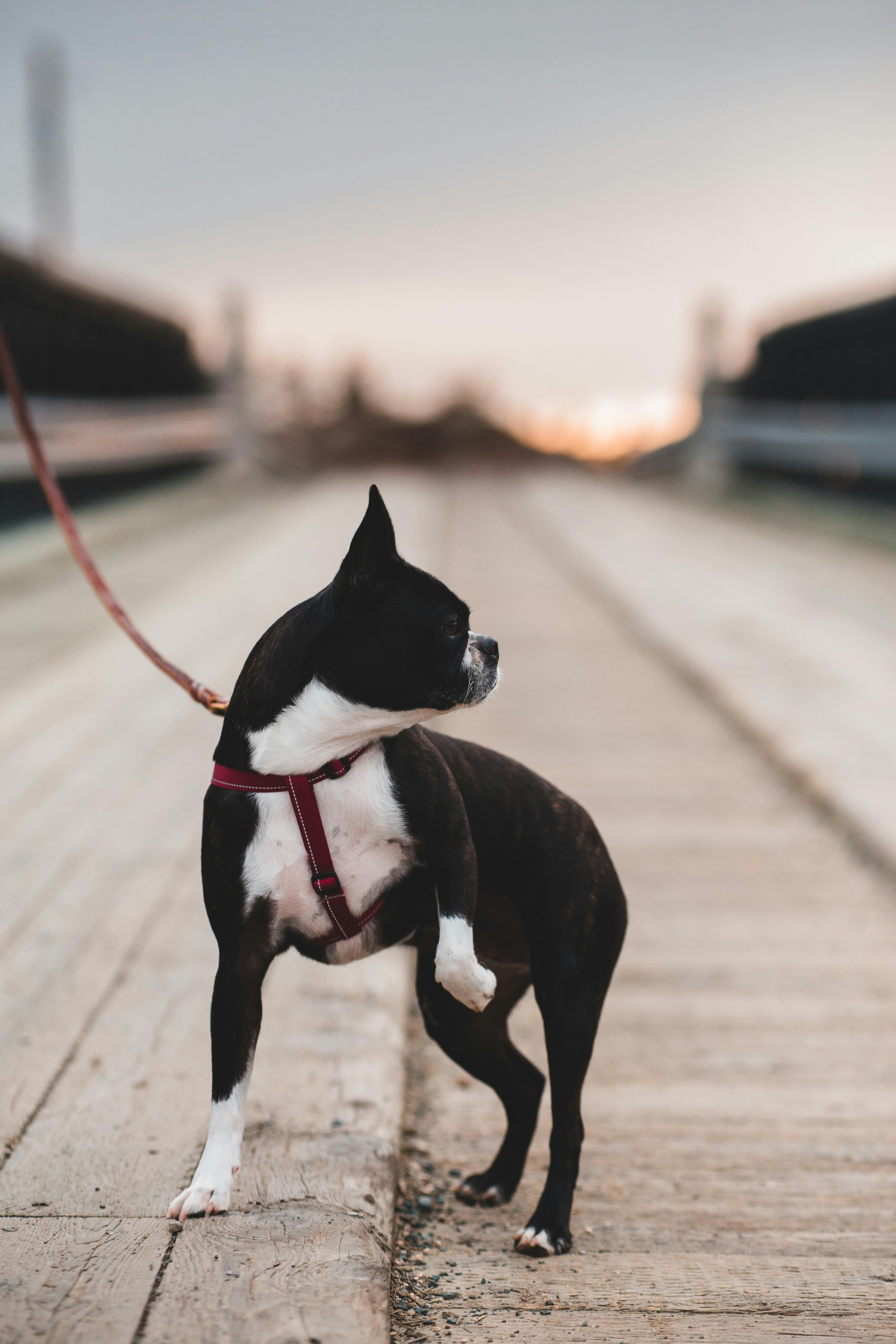 Funny dog lying on floor with glasses · Free Stock Photo