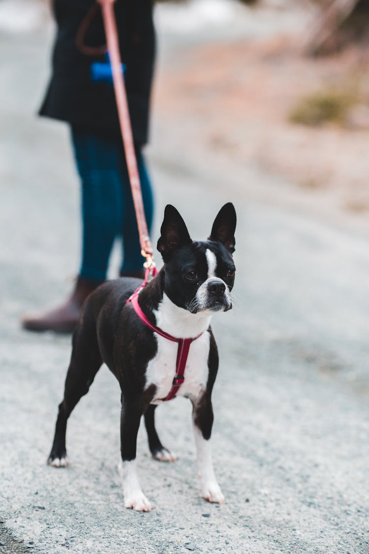 Crop Person Walking Dog On Street