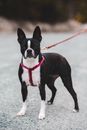 Little dog with black fur standing on long leash on asphalt path near forest on blurred background during daytime in nature