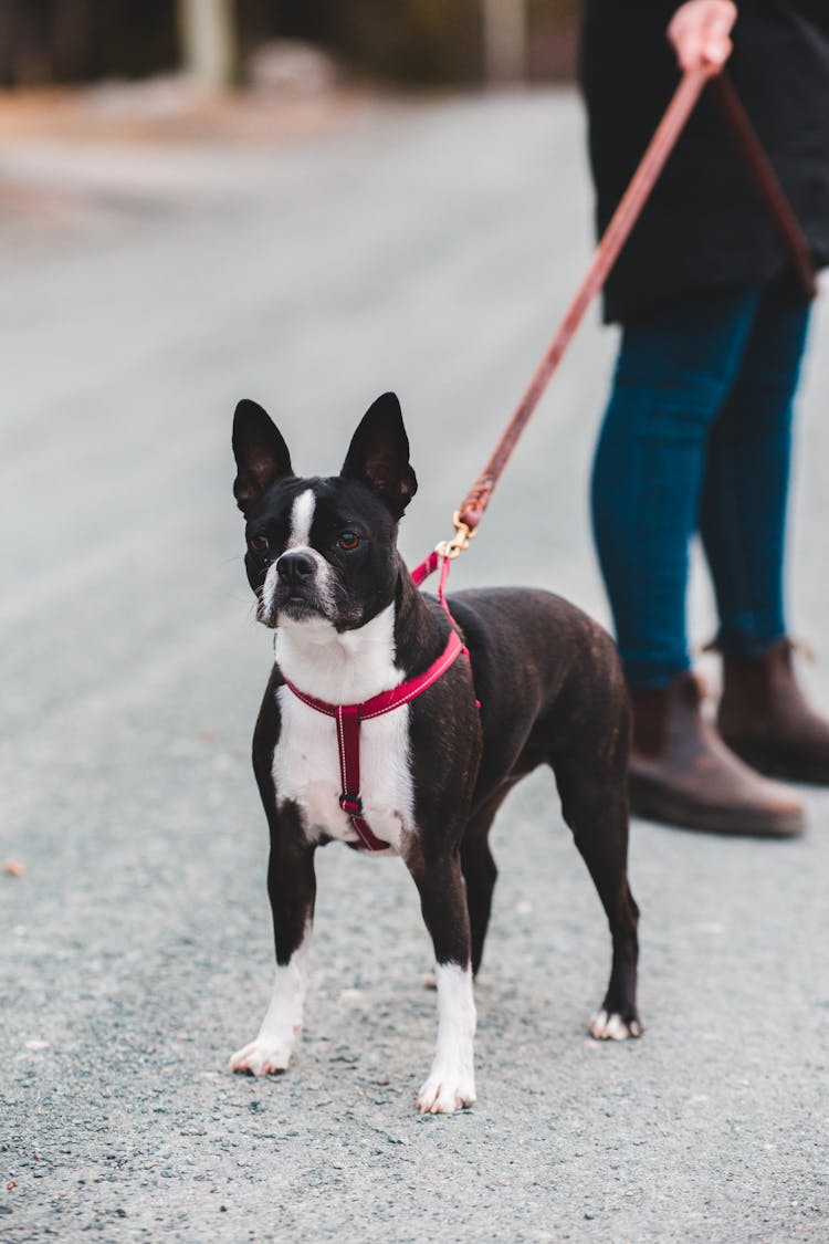 Crop Woman With Dog On Street