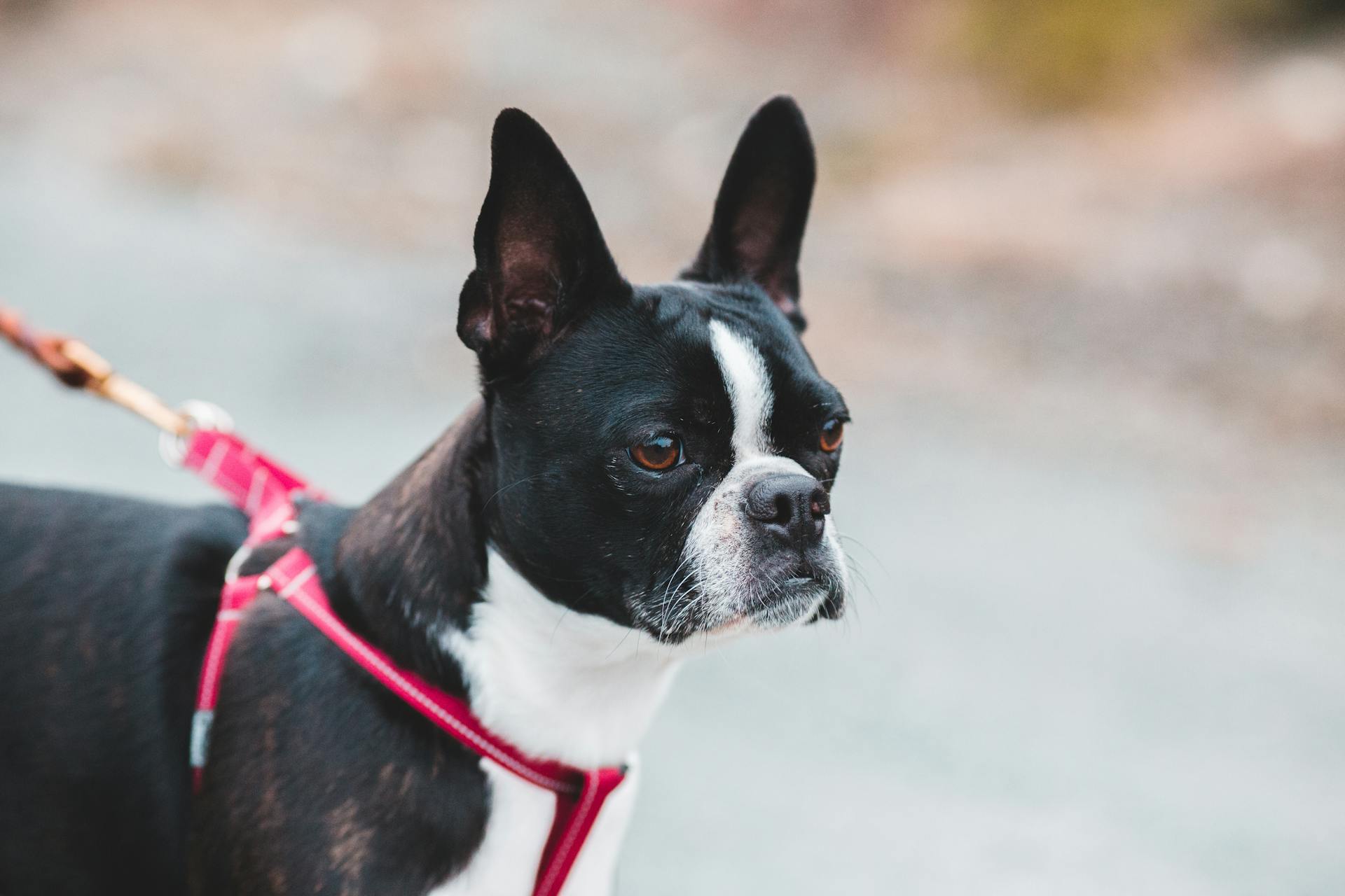 Side view of cute black puppy with white spots standing on asphalt path on red leash during stroll in nature in daylight