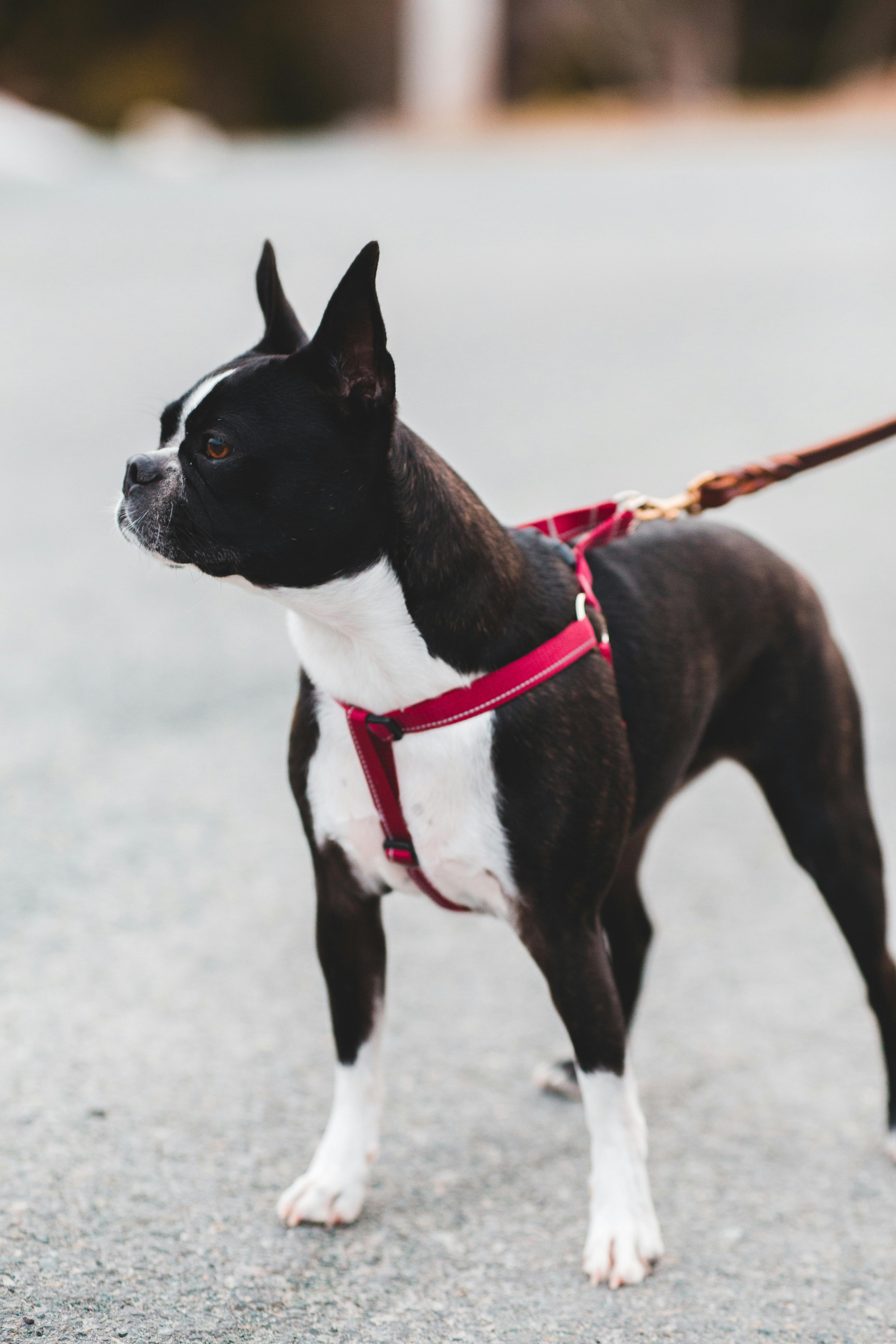 boston terrier off leash