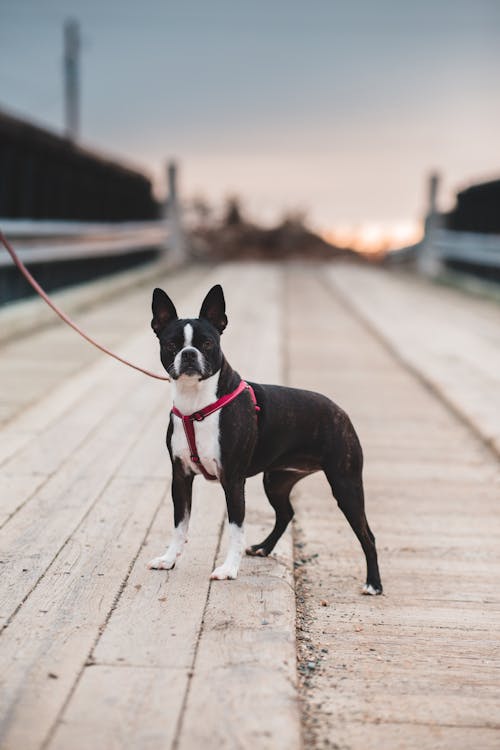 Free Small dog on wooden bridge Stock Photo