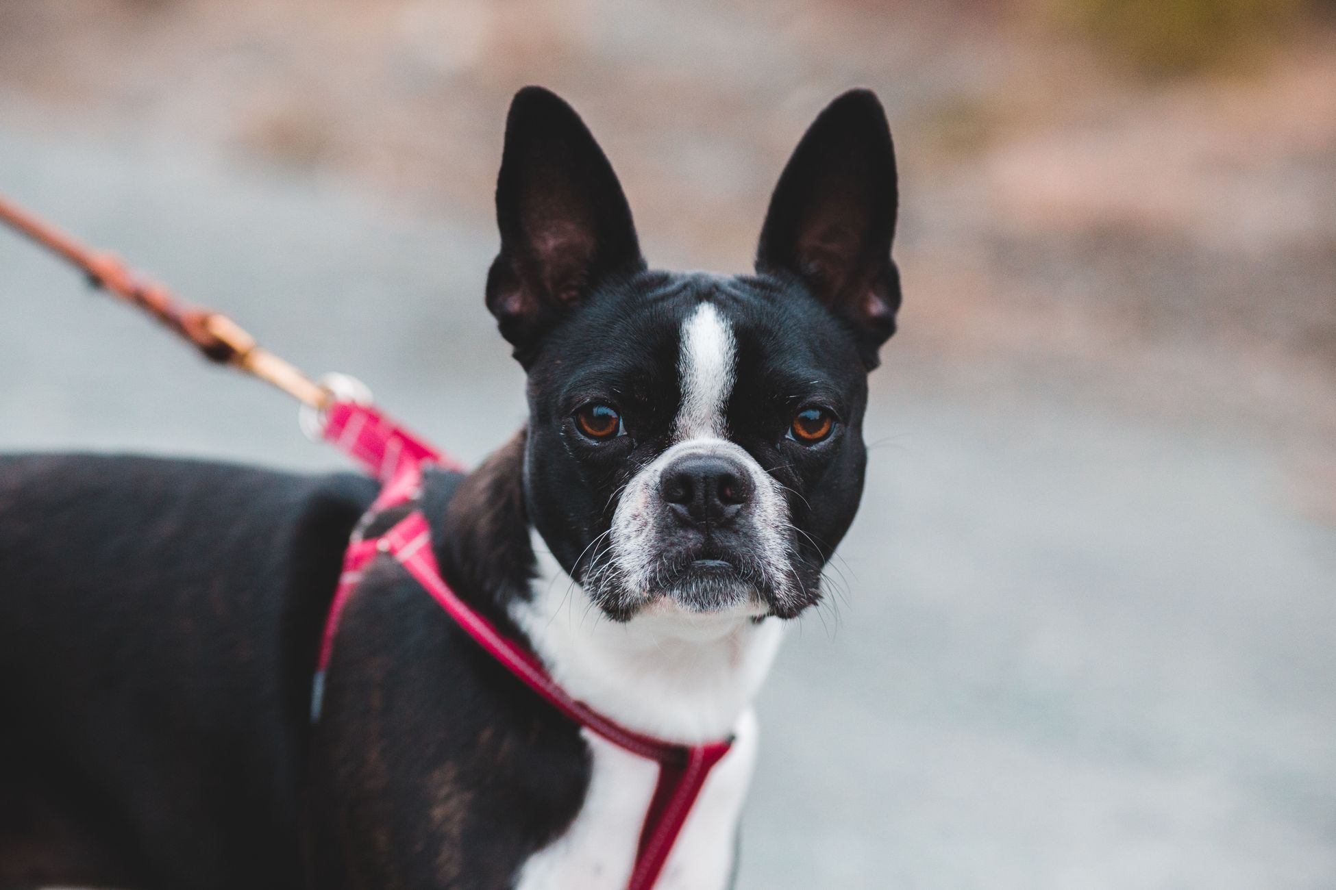 Hond moet aangelijnd en gemuilkorfd na dodelijke beet