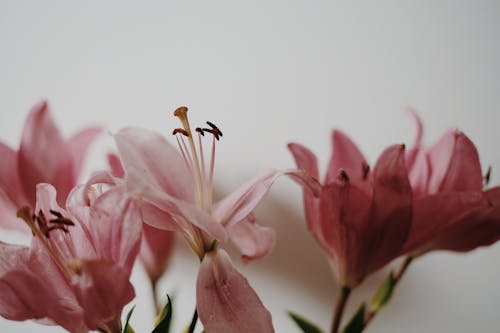 bitki örtüsü, çiçeklenmek, narin içeren Ücretsiz stok fotoğraf