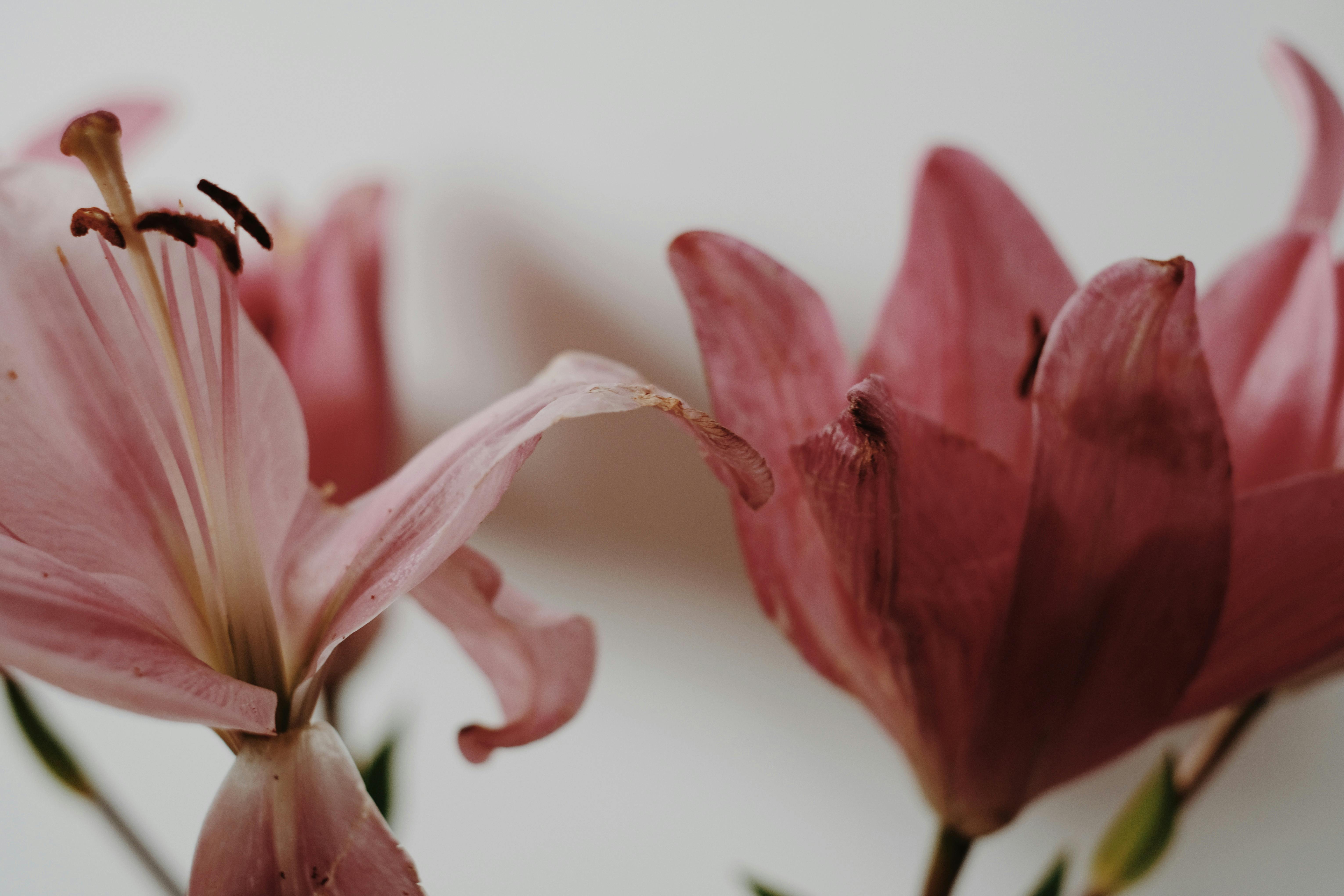 A close-up view of pink lily flowers showcasing their delicate petals and vibrant color.