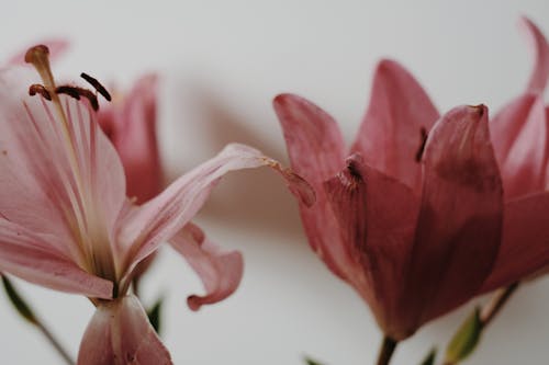 Close-up Photo of Pink Lily Flowers