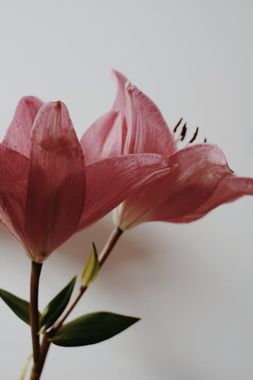Bezpłatne Darmowe zdjęcie z galerii z delikatny, flora, kwitnięcie Zdjęcie z galerii