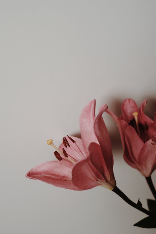 Bezpłatne Darmowe zdjęcie z galerii z delikatny, flora, kopiowanie Zdjęcie z galerii