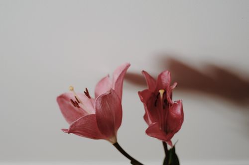Free Close-up of pink lilies with elegant petals and delicate shadows on a neutral background. Stock Photo