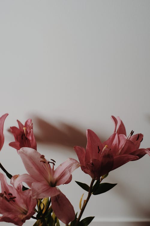 Pink Flowers beside White Wall 