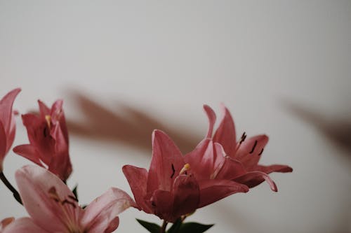 Pink Flowers in Tilt Shift Lens