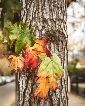 Close-up of vibrant autumn leaves clinging to a tree bark outdoors.