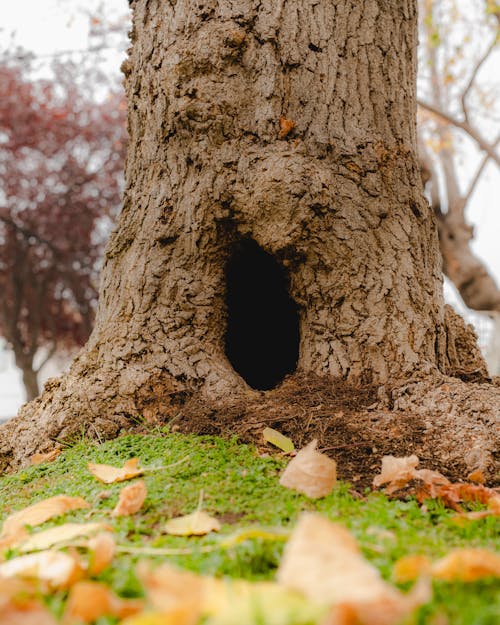 Tree Hole in Tilt Shift Lens 