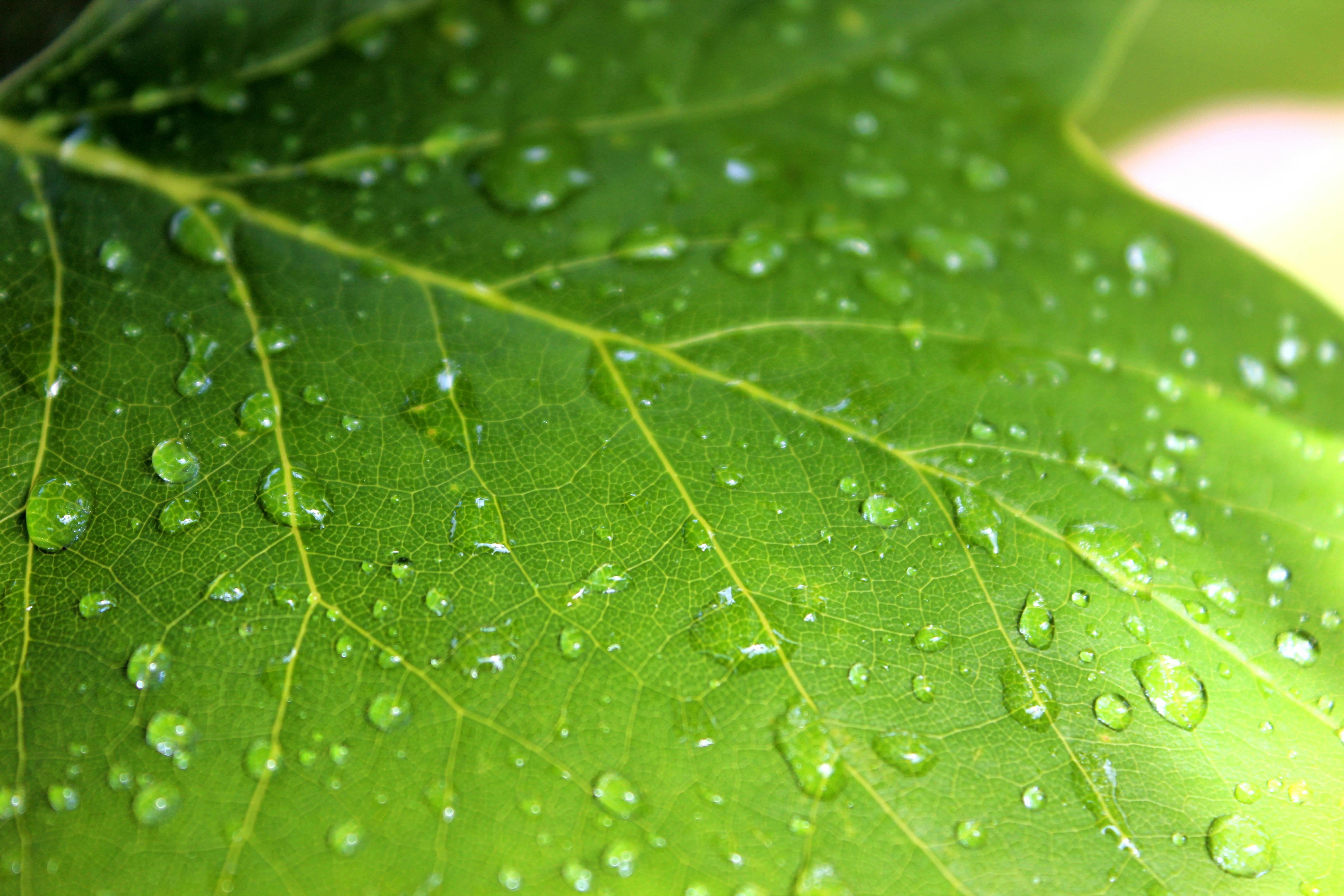 Green Leaf Close-up Photography · Free Stock Photo