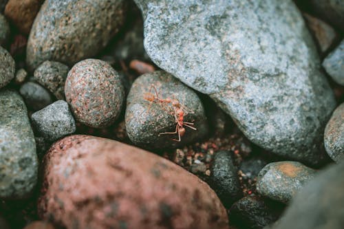 Free Macro Photography of Red Ants on a Stone  Stock Photo