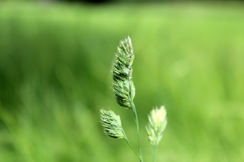 Macro Photography of Green Crowfoot Grass Flower