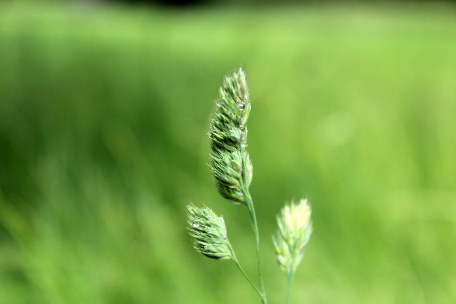 bermuda grass seed and fertilizer bermuda grass seed and fertilizer