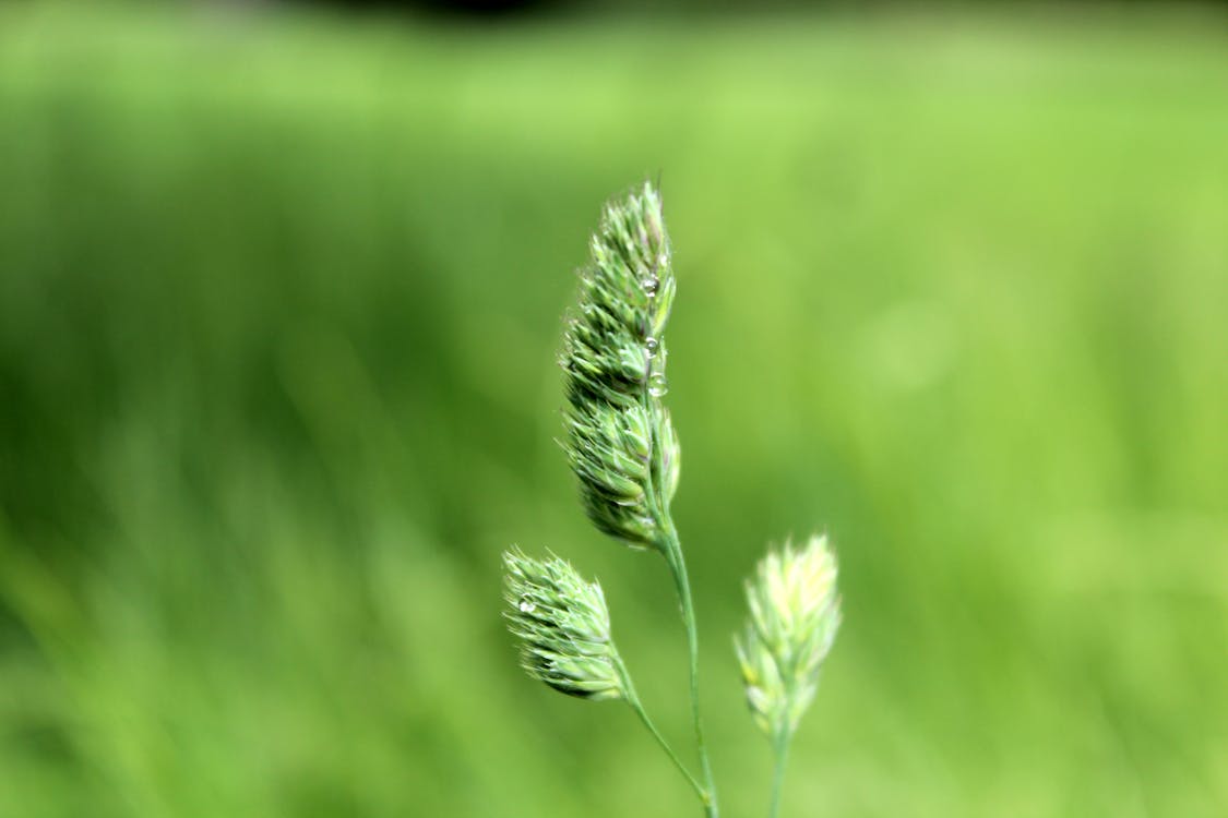 無料 緑のクロウフットグラスの花のマクロ写真 写真素材