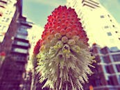 特写镜头中，一朵火红的扑克花盛开在公寓楼前，展现了城市中的自然景致