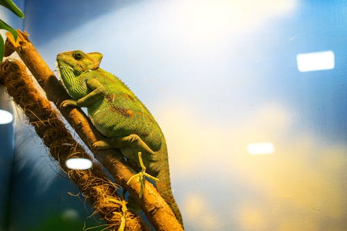 Through glass side view of green veiled chameleon crawling up tree branch in terrarium