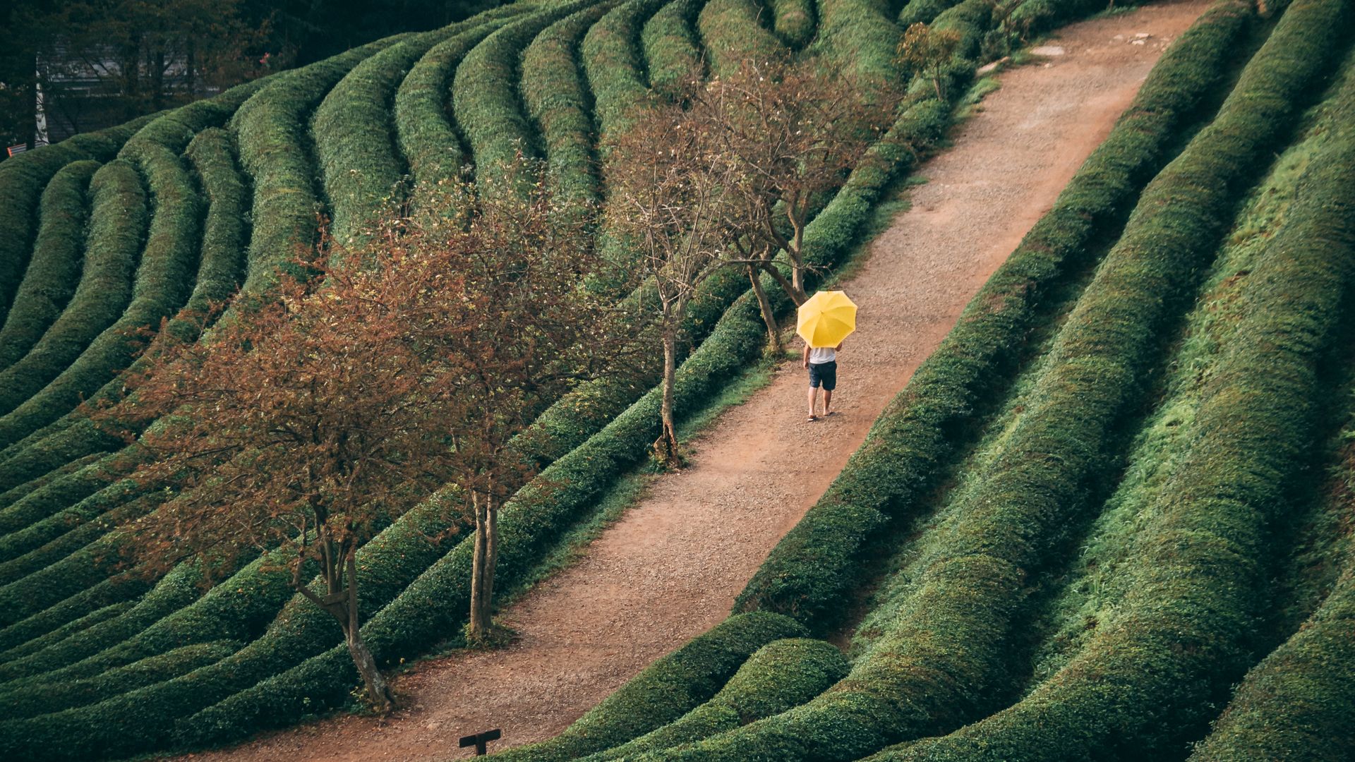 boseong green tea plantation korea