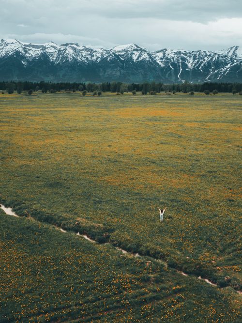 Free Aerial view of a person in a vast flower-covered meadow with snow-capped mountains in the background. Stock Photo
