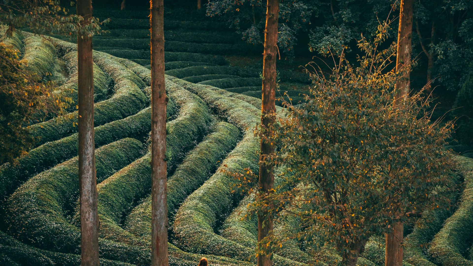 boseong green tea plantation korea sebagai destinasi wisata teh hijau korea selatan