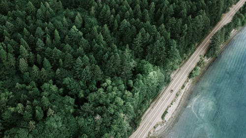 Immagine gratuita di drone, foresta, foresta densa
