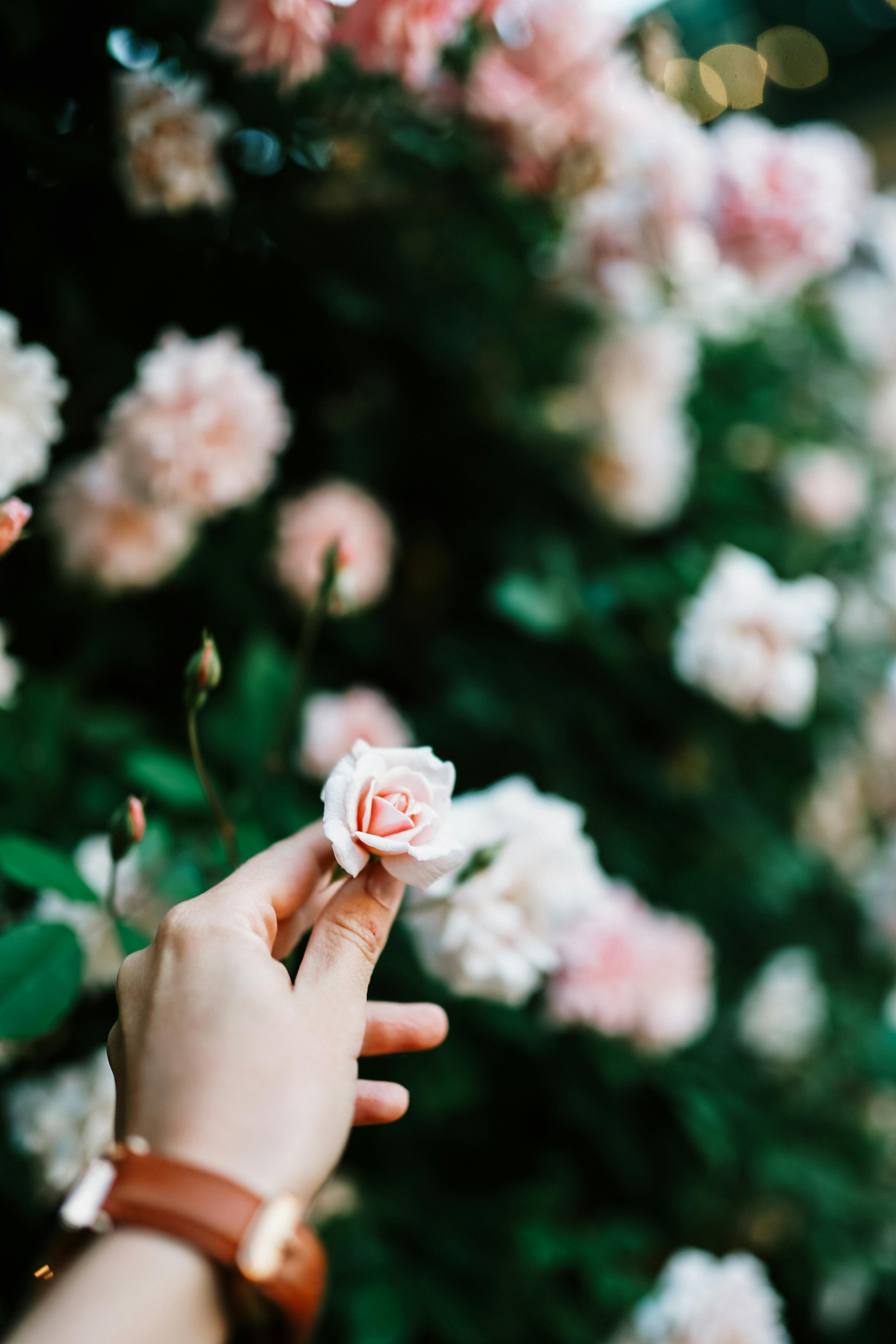 一只手轻轻握住一朵盛开的粉红玫瑰，背景是模糊的花朵