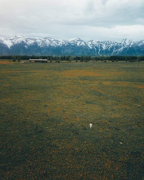 A Person Standing in the Middle of a Flower Field