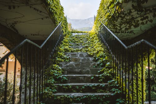 Free A Concrete Stairs Full of Vines Stock Photo