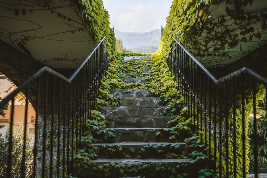 Garden stone steps climbing between lush greenery and ivy
