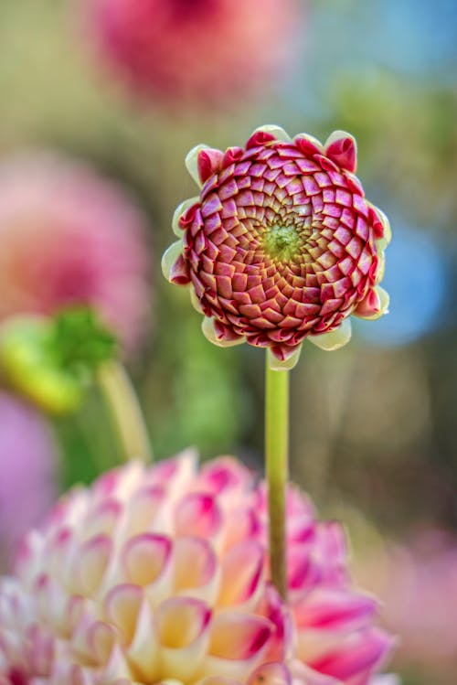 Colorful blossoming flower with pink petals on thin stem growing in park in daylight