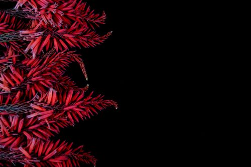 Free A stunning arrangement of red flowers against a minimalist black background. Stock Photo