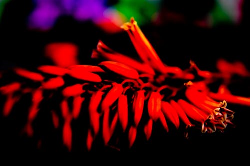 微妙, 紅色, 花瓣 的 免費圖庫相片