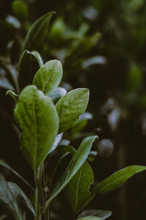 Free From above of rounded green leaves with vertical lines on uneven flexible surface growing in garden in evening Stock Photo