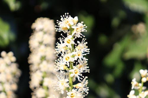 Gratis lagerfoto af blomst, natur