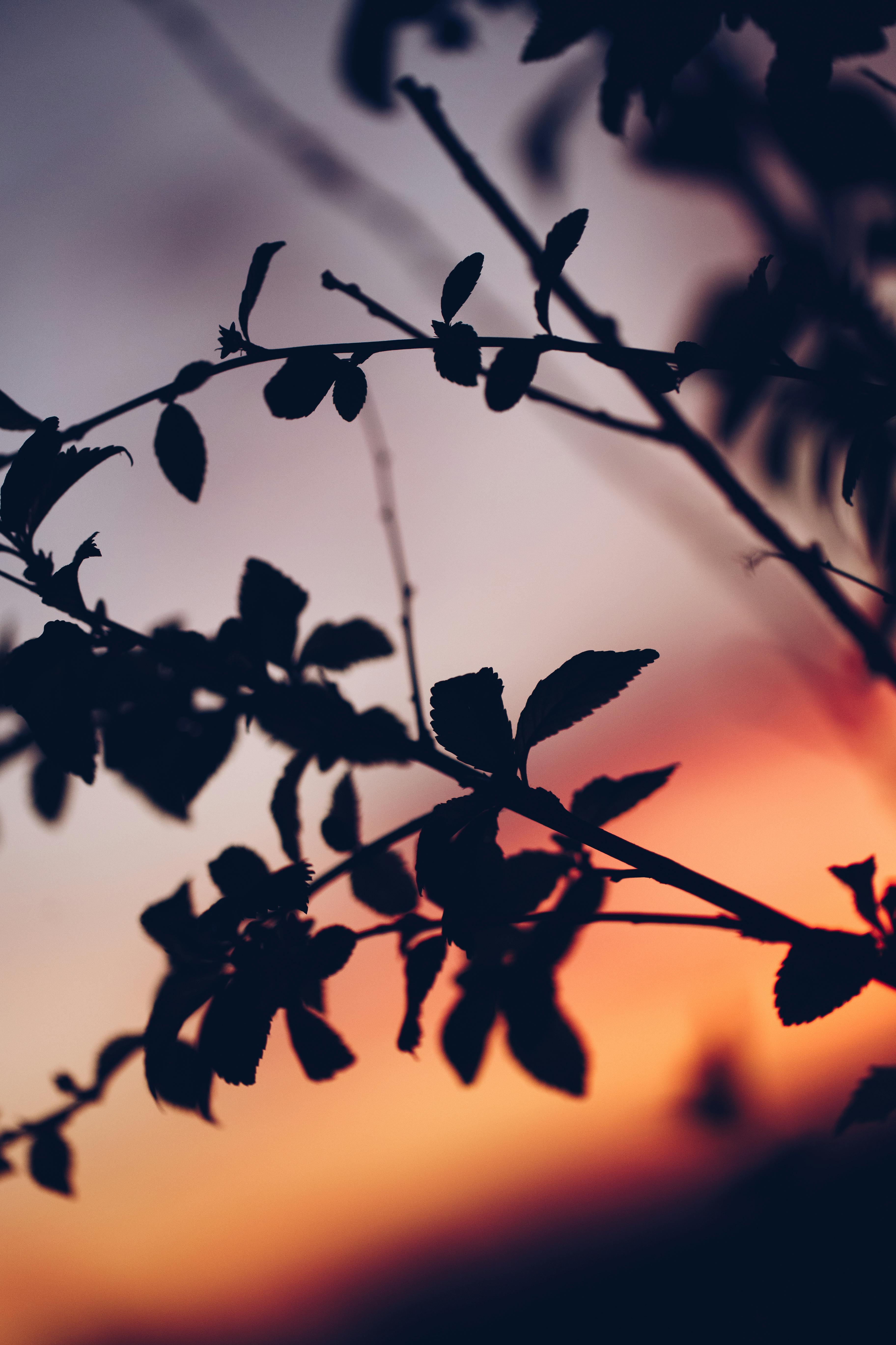 日落时分，充满活力的天空映衬下，树枝的艺术轮廓唤起一片宁静